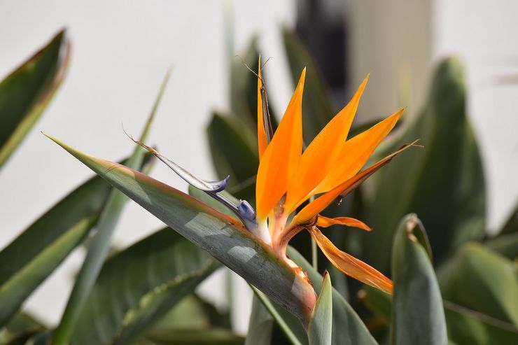 Pourquoi la strelitzia ne fleurit-elle pas?