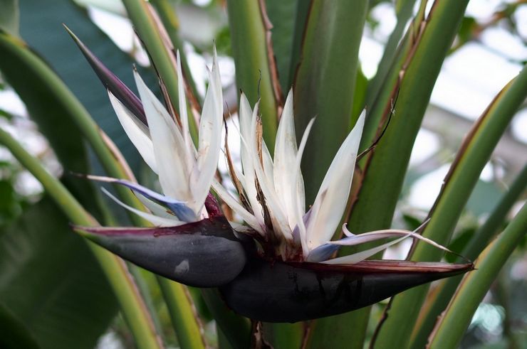 Strelitzia Nicholas