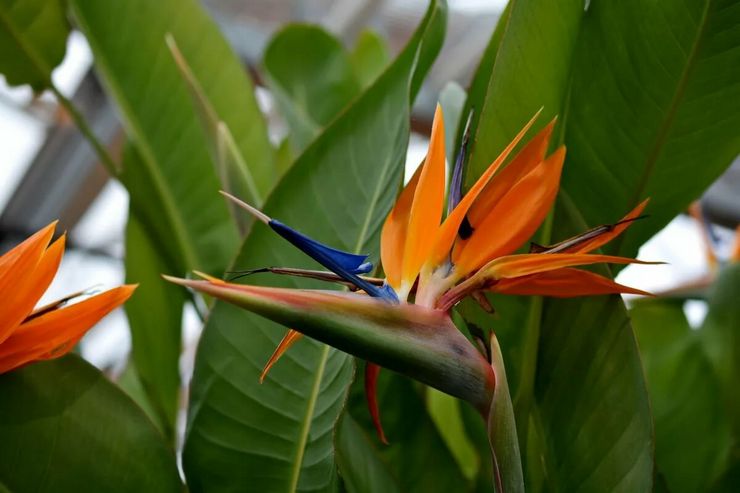 Description de Strelitzia