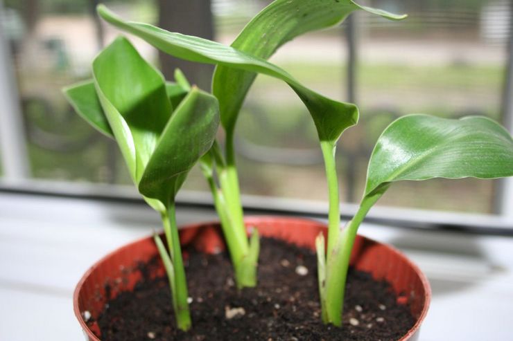 Méthodes d'élevage Strelitzia