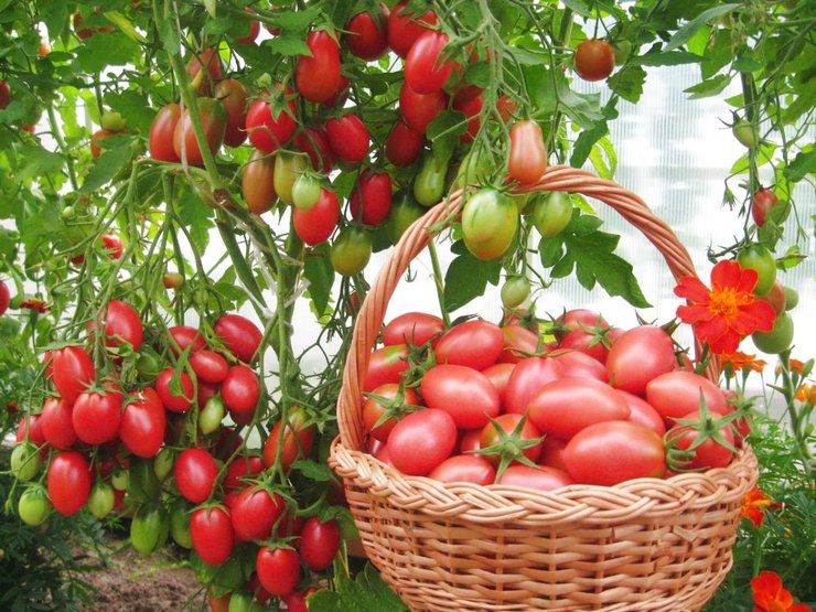 Les fruits doivent pouvoir être transportés et, si possible, stockés le plus longtemps possible.