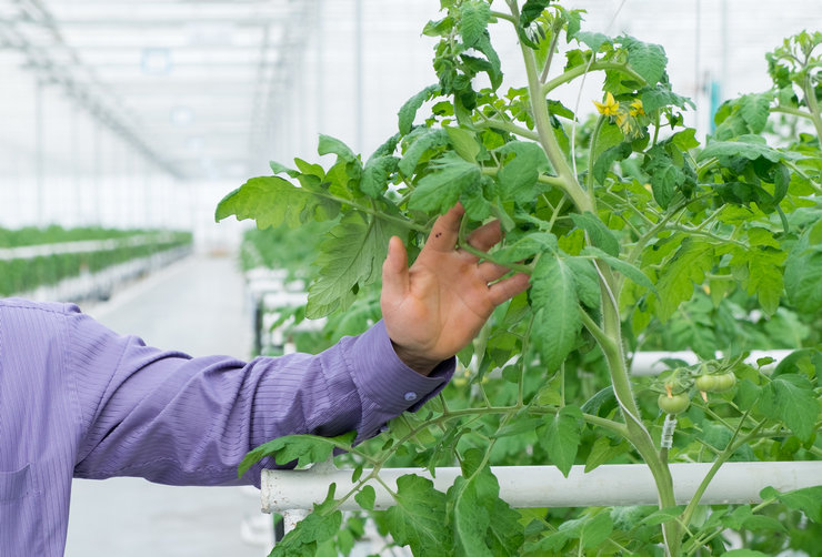 Pour la conservation dans une serre, des variétés de tomates indéterminées (c'est-à-dire illimitées dans la croissance de la tige) sont plus appropriées.