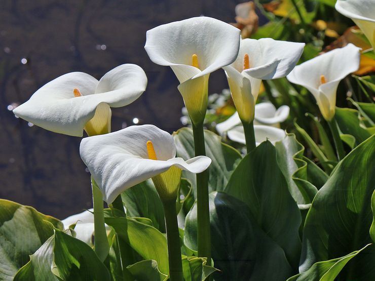 Jardin des Lys Calla