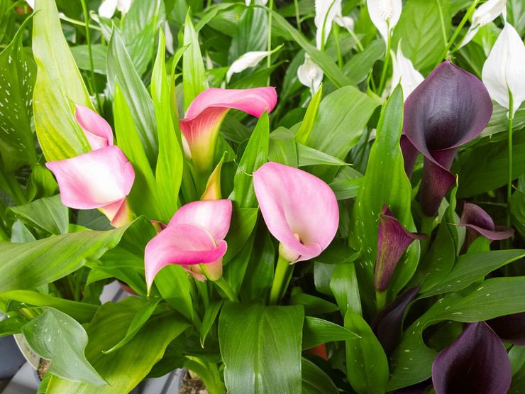 Cultiver des lis calla dans un pot