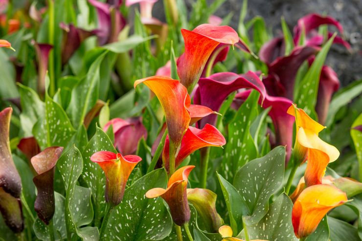 Description des lys calla de jardin