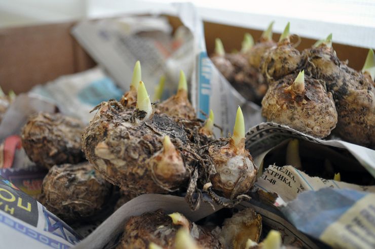 Planter des lis calla en pleine terre