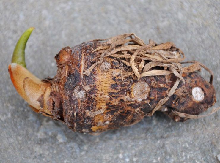 Méthodes d'élevage pour les lys calla de jardin