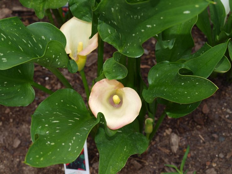 Prendre soin des lis calla de jardin