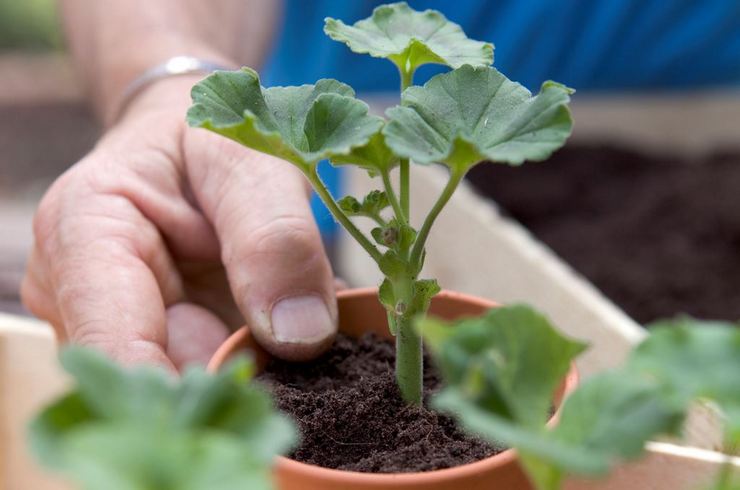 Greffe de géranium (pélargonium). Comment transplanter correctement les géraniums