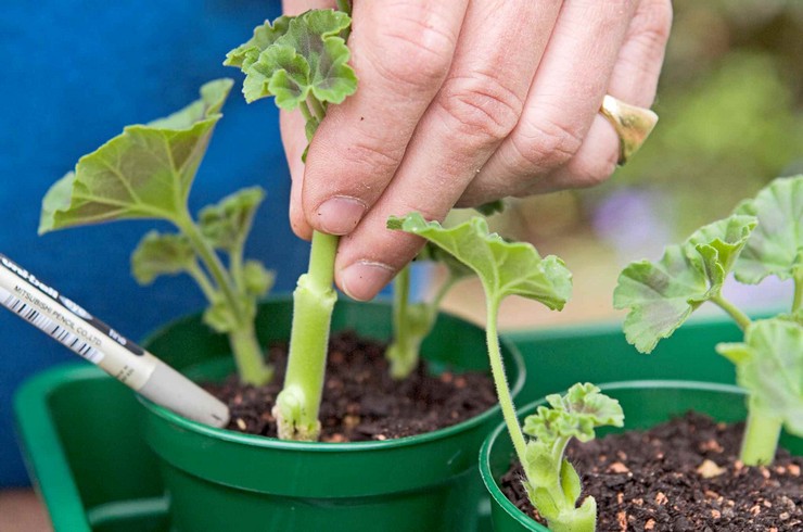 Comment transplanter correctement les géraniums