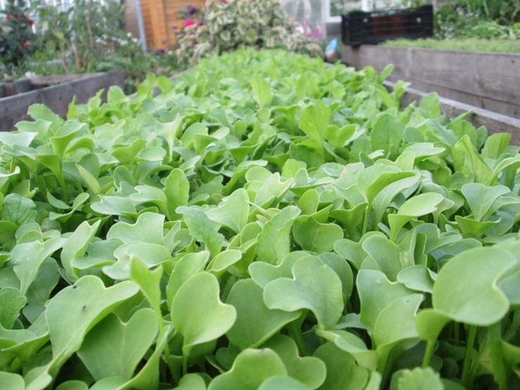 Planter de la moutarde à l'automne. Comment semer de la moutarde pour fertiliser le sol