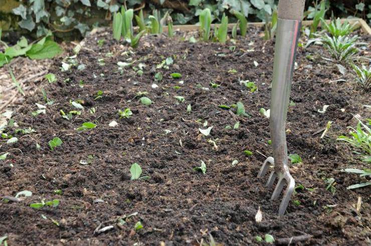 Avec de nombreuses qualités utiles, la moutarde a un inconvénient: elle peut se transformer d'un engrais vert utile en une mauvaise herbe