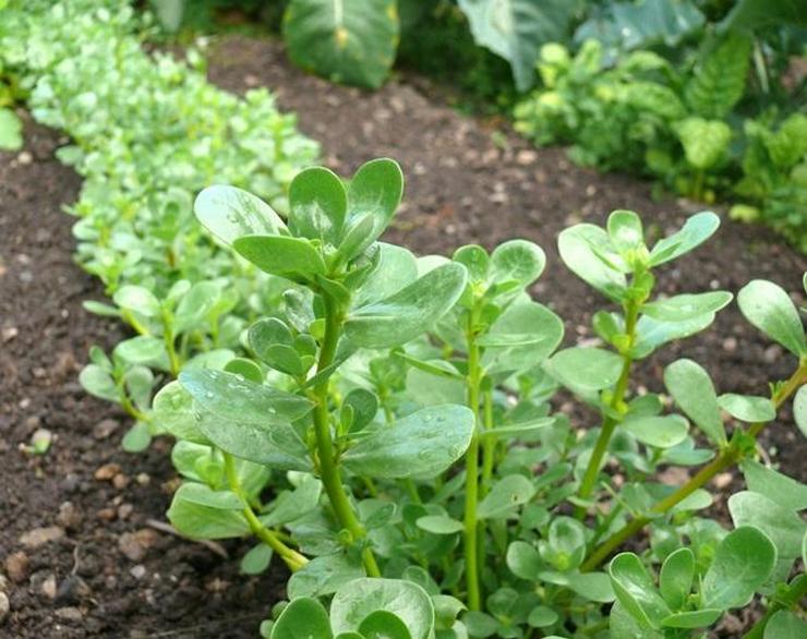 Il est conseillé de planter des plantes d'engrais vert fin août - début septembre.