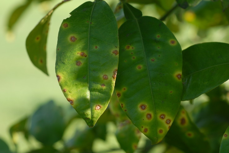 La tache grasse est une maladie fongique incurable qui peut détruire le citron d'intérieur en 3 à 6 mois