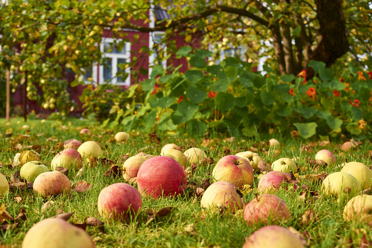 Arbres fruitiers et buissons de baies dans un petit jardin