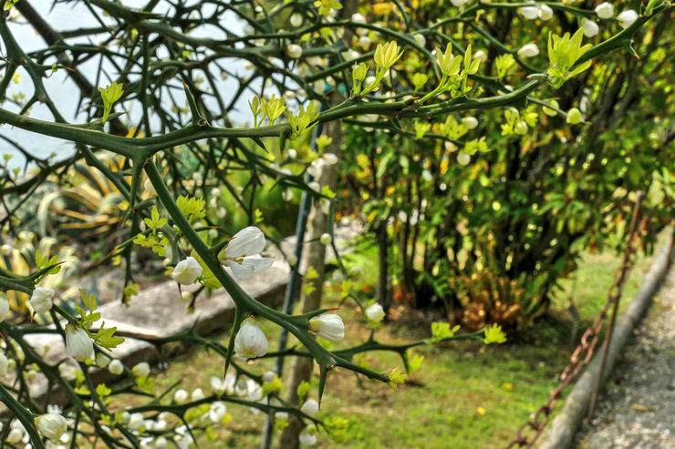 Tripoliata ressemble à un petit arbuste à tiges multiples avec une couronne en forme de tente et des branches aplaties avec de grandes épines.