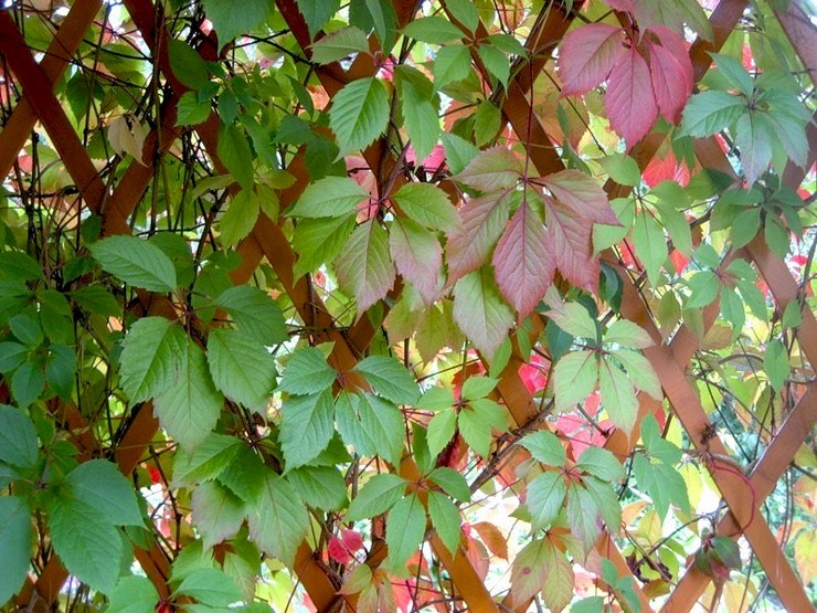 Méthodes de fixation des plantes sur un support