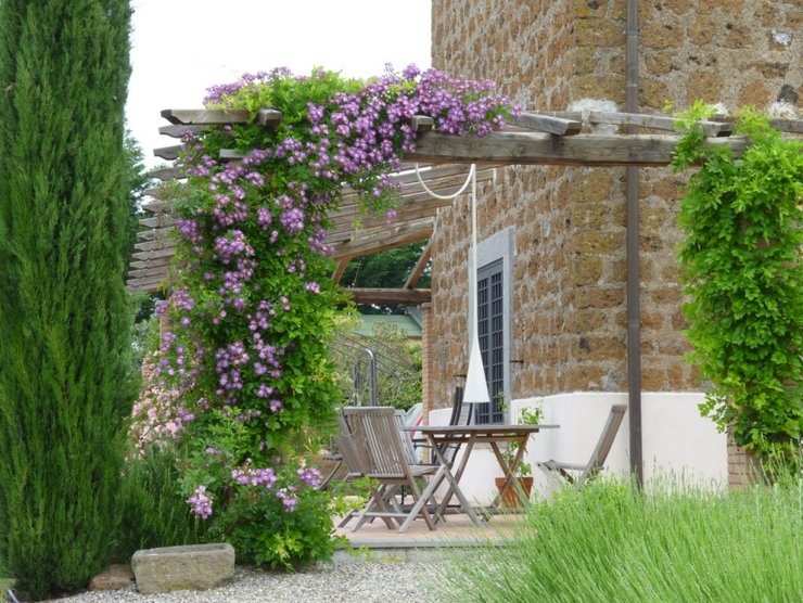 Plantes grimpantes pour le jardin et les chalets: les meilleures fleurs vivaces et annuelles