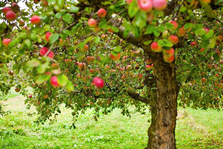 Les pommiers sont irrigués tout au long des saisons d'été et d'automne.