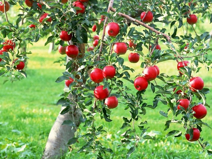 Comment prendre soin d'un pommier. Règles pour cultiver et entretenir un pommier dans le jardin