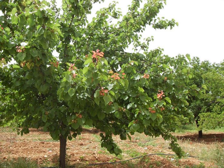 Les principales raisons pour lesquelles l'abricot ne porte pas de fruits