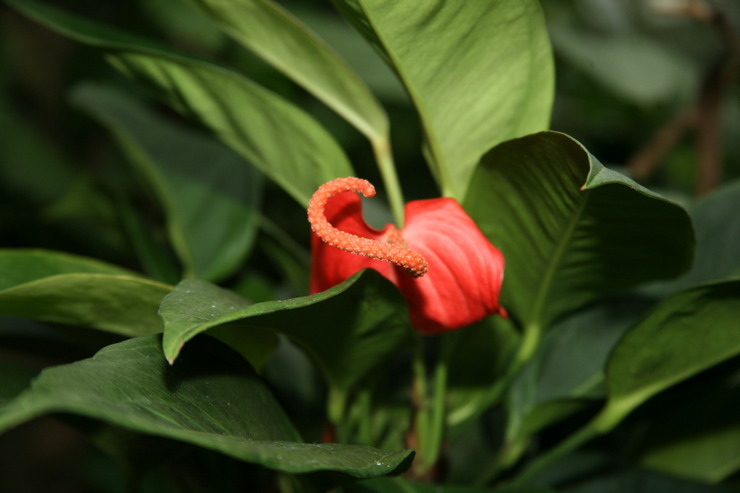 Anthurium Scherzer - soins à domicile. Culture d'Anthurium scherzer, transplantation et reproduction. Description. Une photo