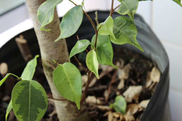 Les principales raisons pour lesquelles les feuilles de ficus de Benjamin tombent