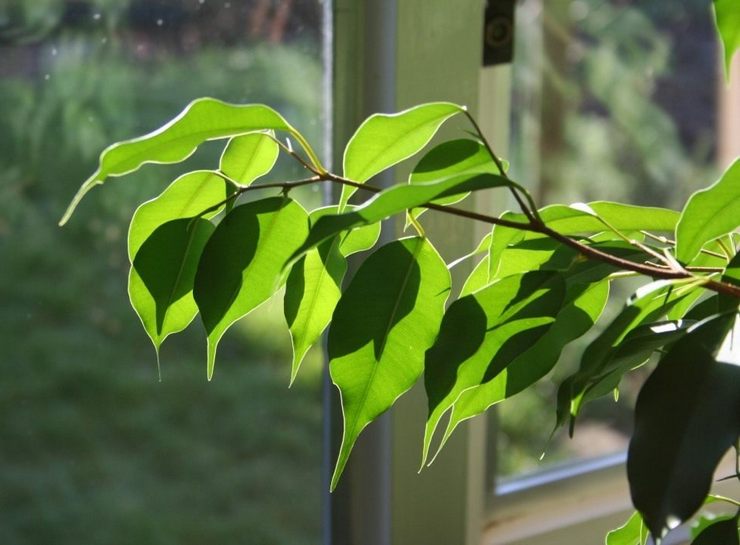 Les courants d'air et les changements soudains de la température ambiante sont l'une des causes courantes de l'excrétion du feuillage du ficus de Benjamin.