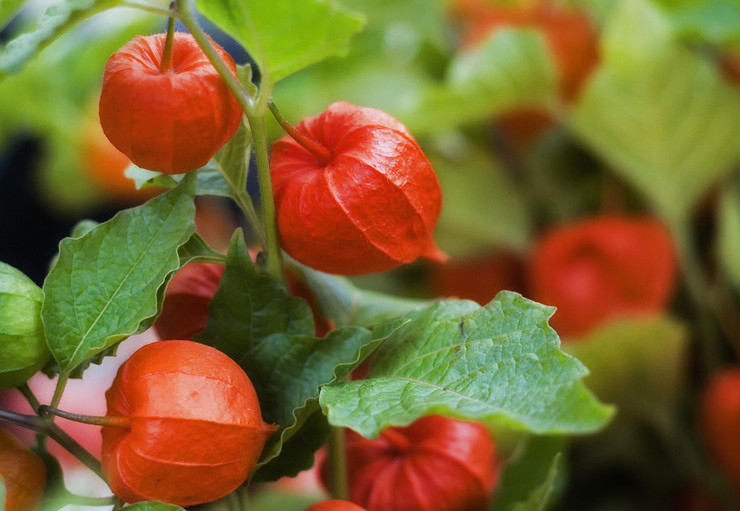 Physalis - plantation et entretien en plein champ. Cultiver physalis à partir de graines. Description, types. Une photo