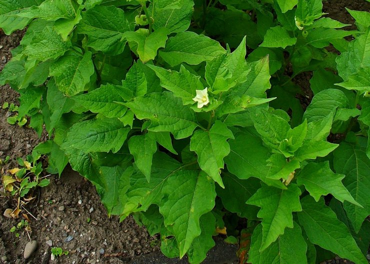 Choisir un site pour planter et préparer le sol