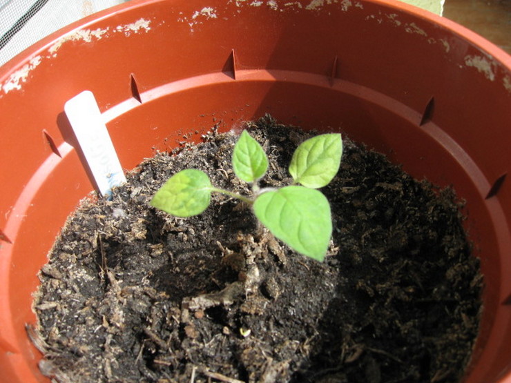 Comment faire pousser physalis