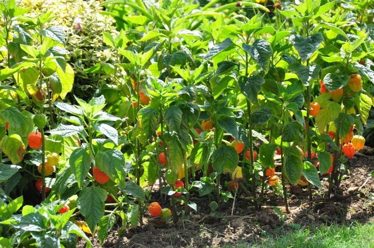 Soins Physalis en extérieur