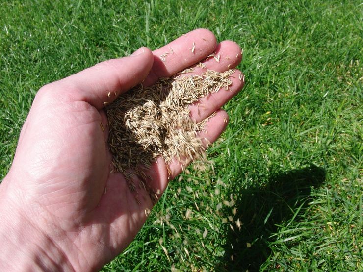 Planter une pelouse ou semer de l'herbe à gazon à l'automne