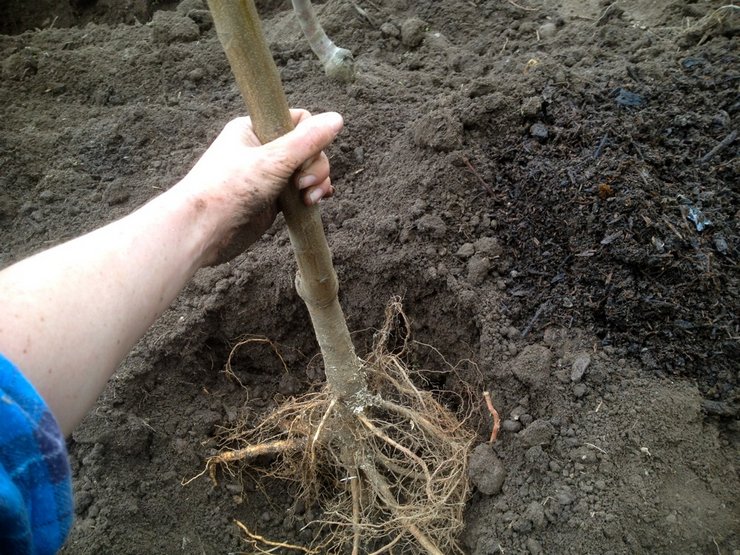 Planter et entretenir une poire