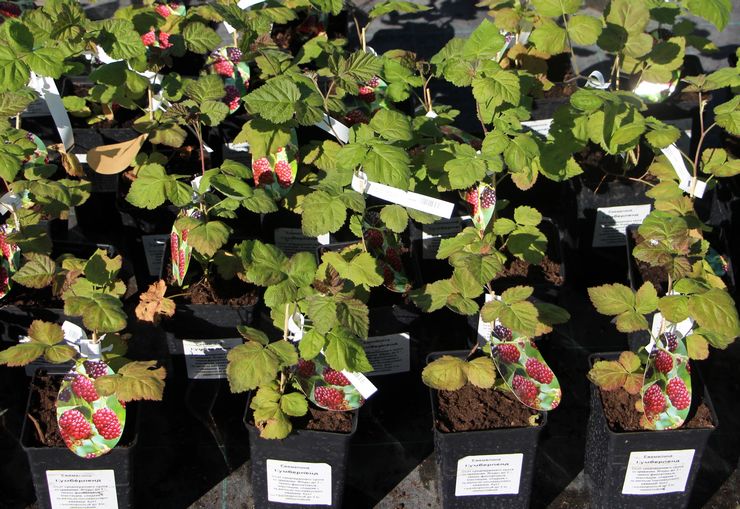 Planter des plants cultivés en pot