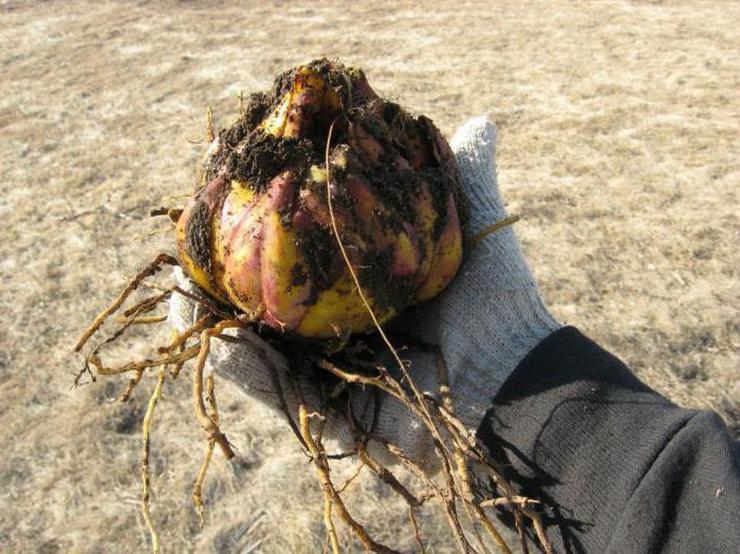 Lys: préparation pour l'hiver et abri pour l'hiver. Stockage des bulbes de lys