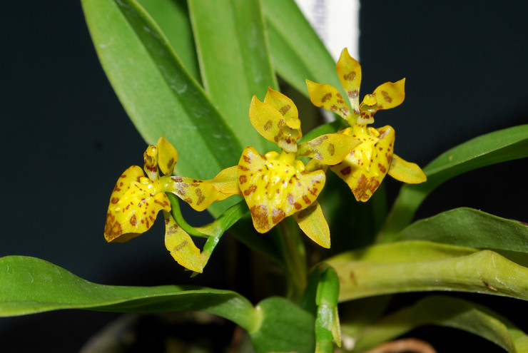 Oncidium - soins à domicile. Cultiver des orchidées oncidium, repiquer et reproduire. Description. Une photo