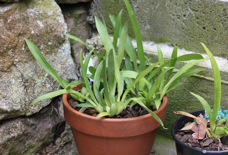 Pour faire pousser de l'oncidium, vous pouvez utiliser un mélange prêt à l'emploi d'un magasin spécialisé ou préparé vous-même