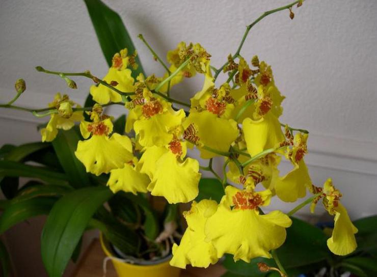 Prendre soin de l'oncidium à la maison