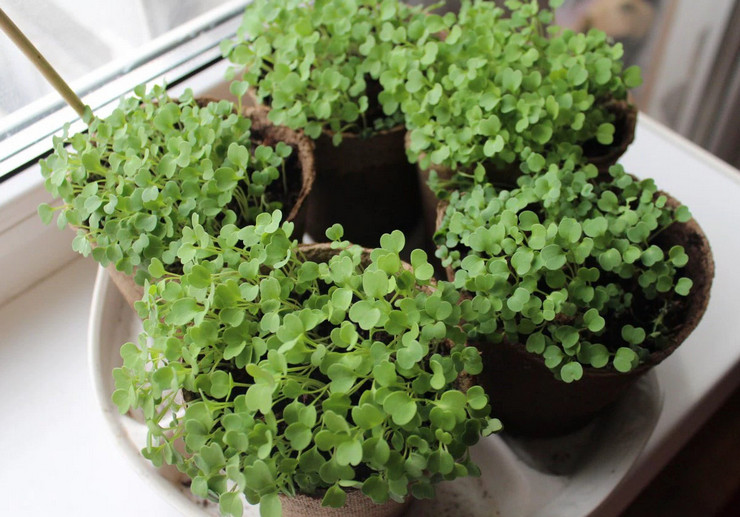 Faire pousser de la roquette à la maison