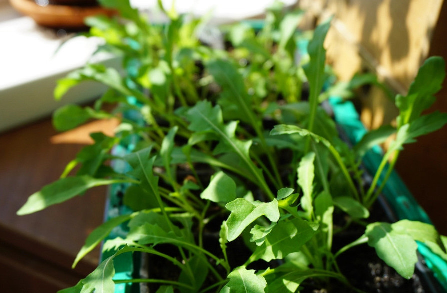 Comment faire pousser de la roquette sur un rebord de fenêtre. Faire pousser de la roquette à la maison