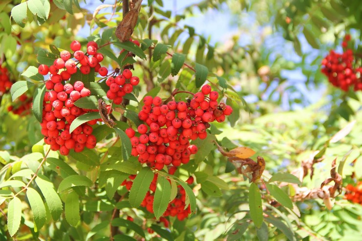 Rowan - plantation et entretien en plein champ. Culture de Rowan, méthodes d'élevage. Description. Une photo