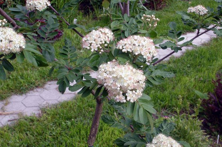 Règles de soins Rowan