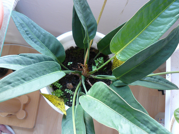 L'anthurium de Scherzer peut être cultivé en hydroponie, en écorce de pin pelée (avec une quantité accrue d'irrigation et de fertilisation), ainsi que dans un mélange de sol spécial.