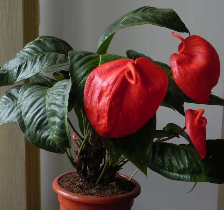 Prendre soin de l'anthurium de Scherzer à la maison