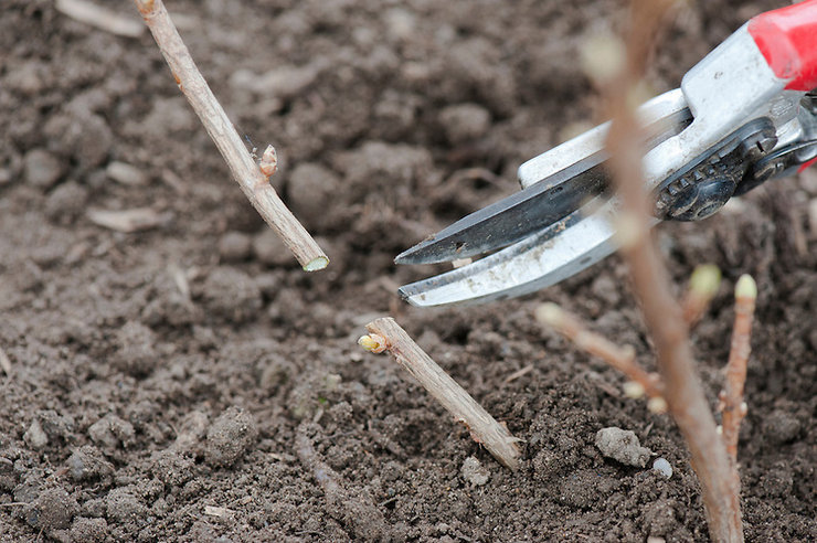 Règles de base pour la plantation de plants de cassis