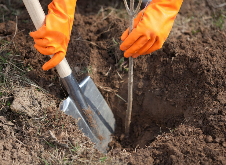 Planter un abricot. Comment planter correctement un abricot