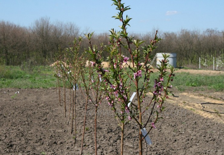 Les plants d'abricot peuvent être plantés au début du printemps ou au début de l'automne