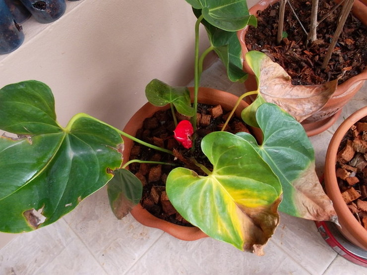 La pourriture des racines, la chlorose des feuilles, la septorie et l'anthracnose sont les maladies les plus courantes de l'anthurium.