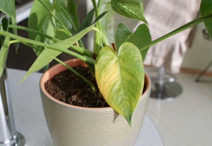 Pourquoi les feuilles d'anthurium jaunissent-elles: raisons, que faire?